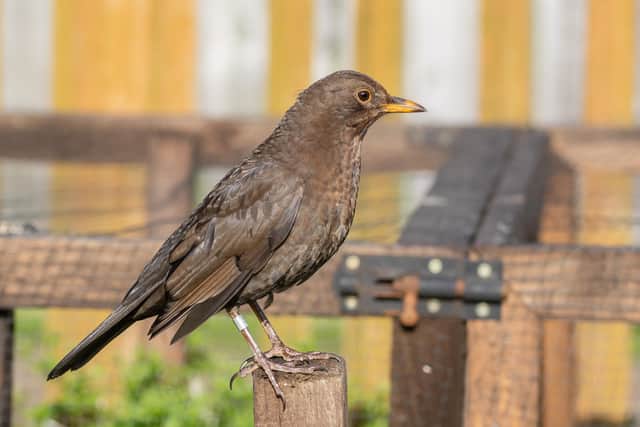 A female blackbird, by Iain Robson