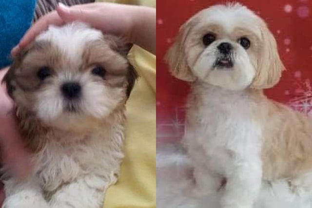 Bow at 8 weeks, left, and aged 7 on the right. Sitting pretty for a picture!