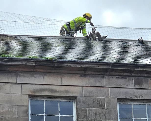 The dead trapped seagull was recovered by Northumberland Fire and Rescue Service. Picture by Margaret Shaw.