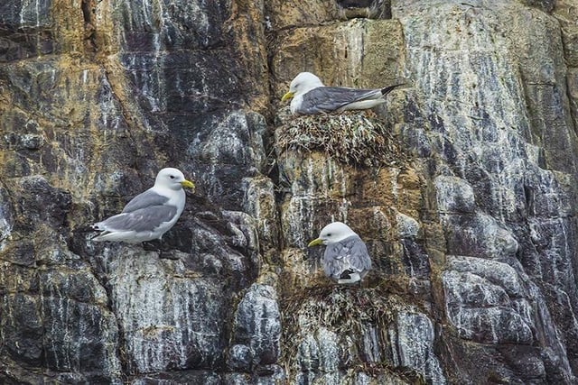 Seagulls on the Farnes, by Andrew Mackie.
