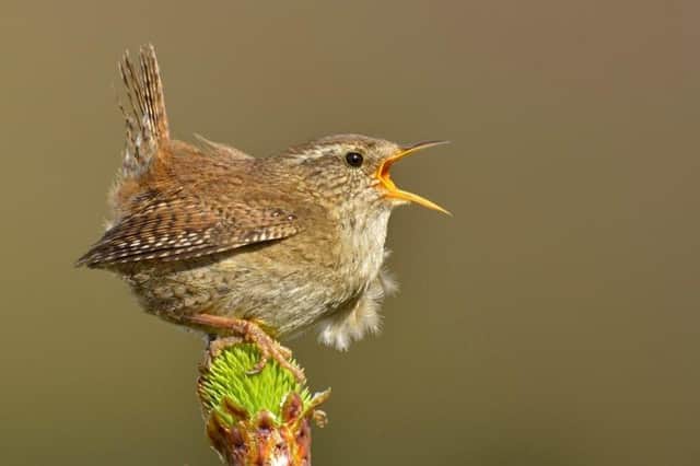 The wren. The smallest bird, with the biggest pair of lungs.