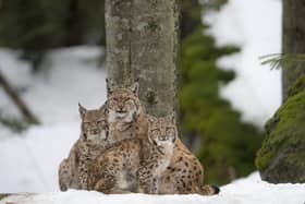 Lynx and their young.