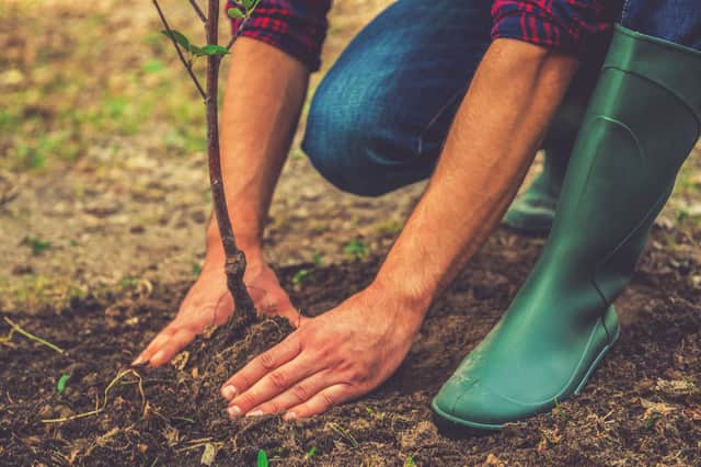 Northumberland County Council has launched a pioneering new initiative to help residents, schools and community groups help make the county greener by planting free trees.