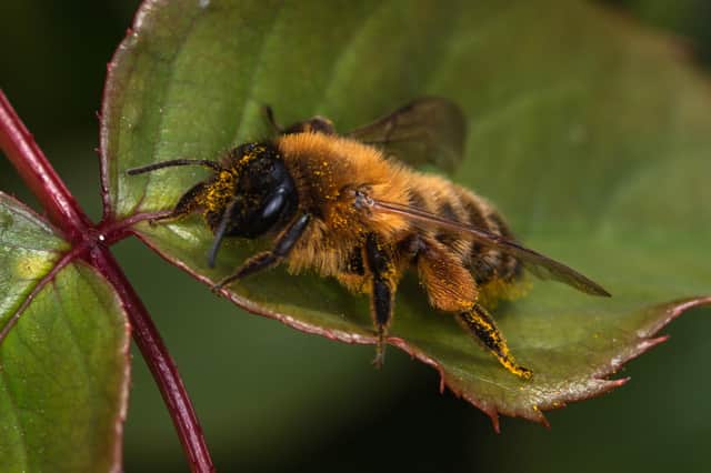 Buffish Mining Bee on a rose leaf