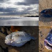 A variety of sea creatures have washed up on Blyth beach after high tide. Picture: Les Allan.