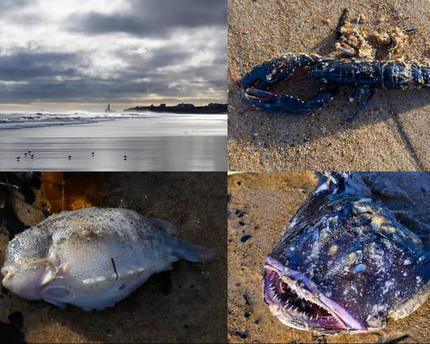 A variety of sea creatures have washed up on Blyth beach after high tide. Picture: Les Allan.