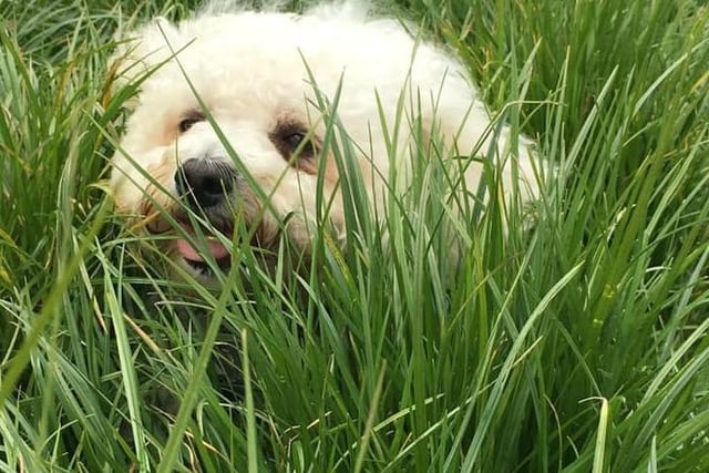 Peek-a-boo! Alfie has some fun in the long grass for International Dog Day. We can see you Alfie!
