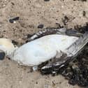 A bird suspected to have died from avian flu at Warkworth.