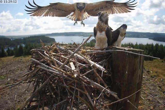 A female osprey called Gilsland takes to the air for the first time and returns safely, watched by anxious siblings. She is one of 11 Kielder ospreys to fledge successfully this year. Picture: Kielder Water and Forest Park