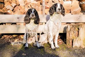 Willow and Bobby from Seaham were the winners in last year's Canine Critics competition