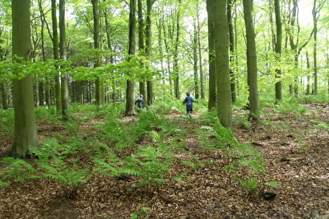 The Woodland Trail at Northumberlandia.