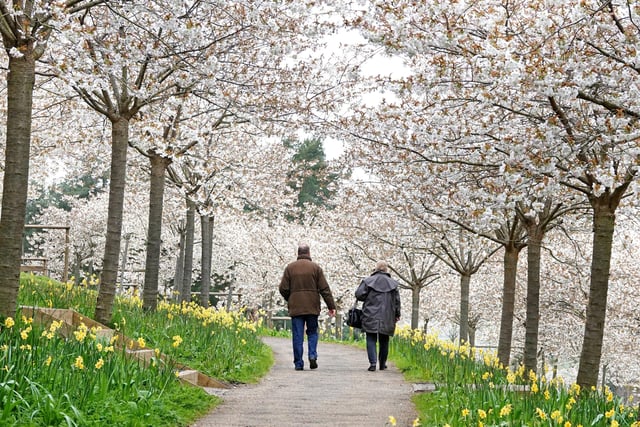 In full bloom is the Cherry Orchard at The Alnwick Garden, an experience full of inspiration, intrigue and beautiful sights.