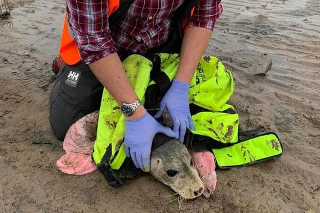 The seal was rescued on Wednesday, June 17.