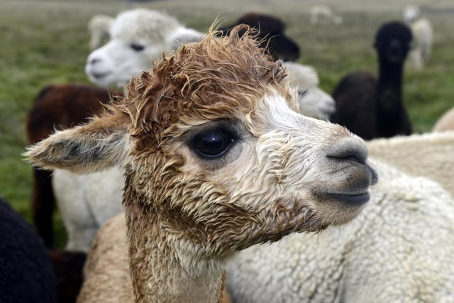 There are three centres that specialise in alpacas in Northumberland: Barnacre Alpacas, at Heddon on the Wall, run by Debbie and Paul Rippon (barnacre-alpacas.co.uk); Ferny Rigg Alpacas, near Bellingham (www.fernyriggalpacas.co.uk); and Fallow Field Alpacas, near Hexham (tel 01434 681276).