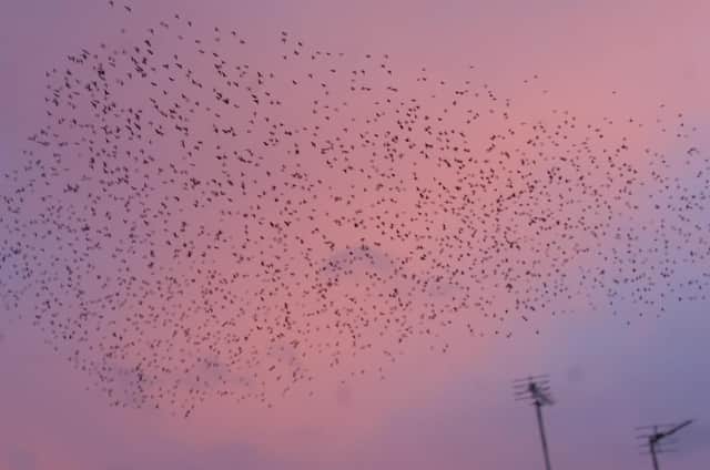 Starlings in flight.