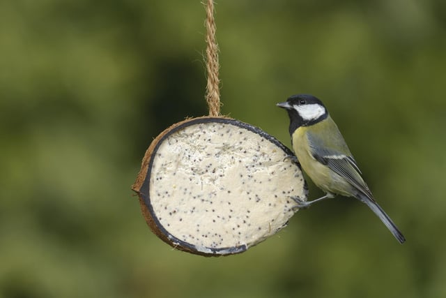 The great tit takes the number 10 spot with an average of 1.45 per garden, a decrease from 1.57 last year. It was recorded in 55.5% of gardens.