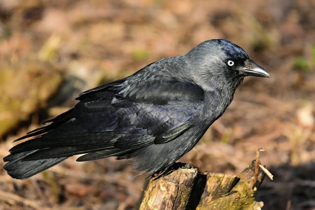 The jackdaw takes the number nine spot with an average of 1.46 per garden, an increase from 1.45 last year. It was recorded in 38.1% of gardens.