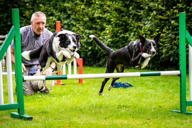 Annual 'bank collie-day' at Northumberland cafe hailed a success