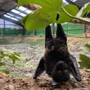 Northumberland Zoo managed to capture the rare birth of a Livingstone's Fruit Bat.