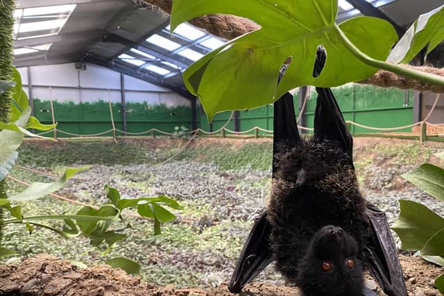 Northumberland Zoo footage captures birth of rare bat