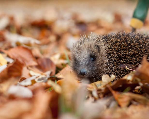 Look after hedgehogs this Bonfire Night