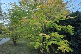 Circidiphyllum.