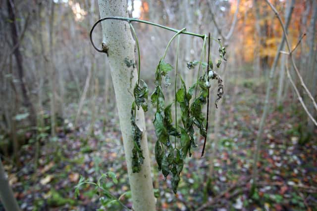 A young Common Ash Tree with wilting leaves, which shows the symptoms of the deadly plant pathogen fungus.