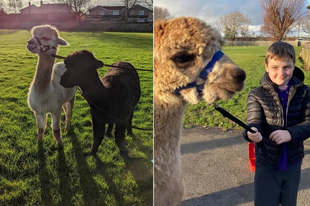 Alpacas have been brought along to Morpeth All Saints Church of England First School for an activity to raise money for the Hilltop Farm Animal Sanctuary.