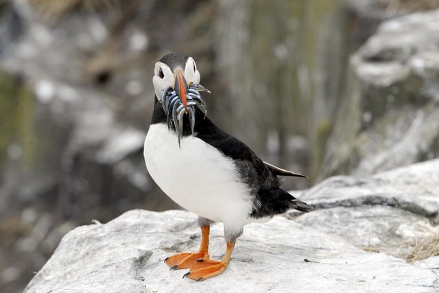 The Farne Islands are famous for their seabirds such as puffins, Arctic terns and eider ducks - not forgetting its large colony of grey seals. Take a boat trip from Seahouses harbour.