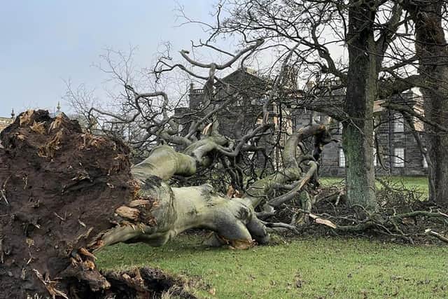 One of the trees uprooted at Seaton Delaval Hall.