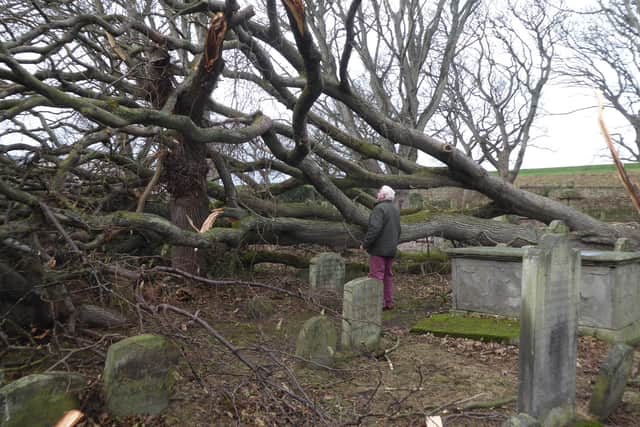 Picture by Susan Hughes of Alan Hughes beside a fallen tree which he said "miraculously just missed Berwick Parish Church".