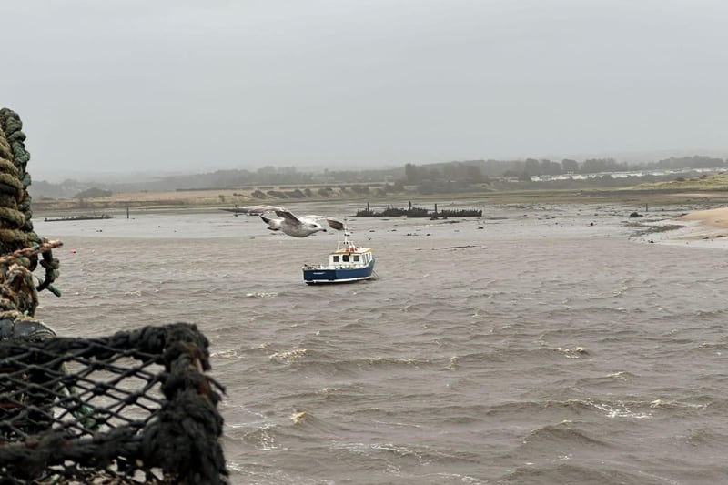A gull battling the elements in Amble.