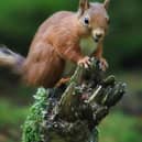 Red squirrel. (Photo by Carole Neesam)