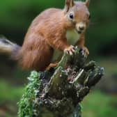 Red squirrel. (Photo by Carole Neesam)
