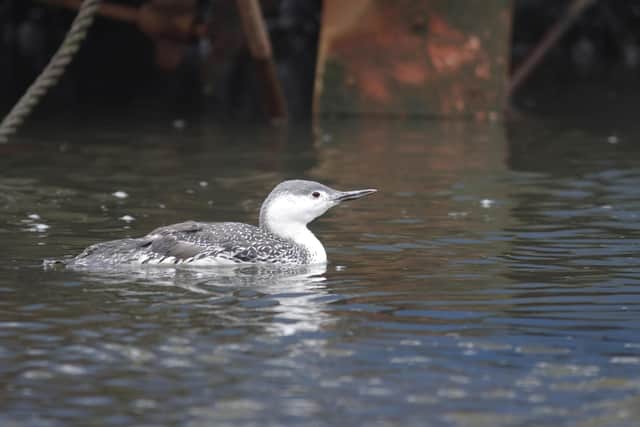 Red-throated Diver in winter plumage (c) Dr. Colin Bradshaw