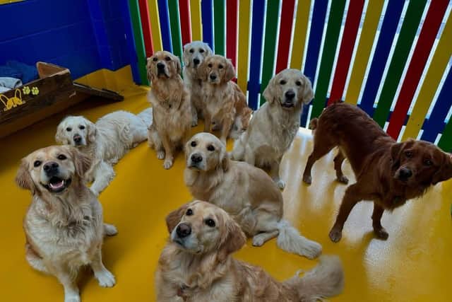 Dogs at the centre are split into size and temperament.