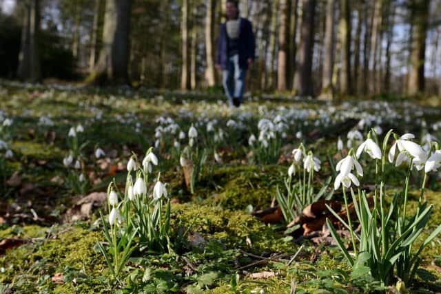 Delicate snowdrops flowering on the woodland floor at Wallington