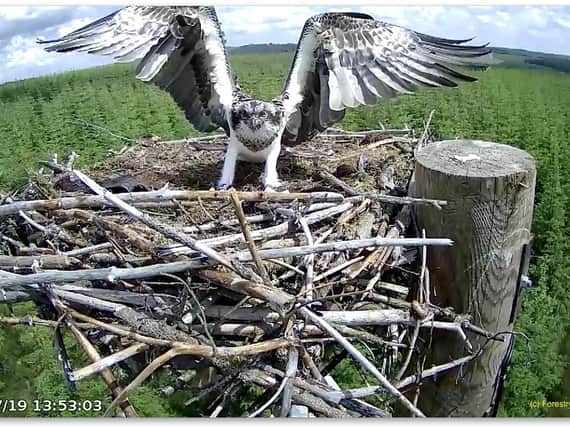 Osprey Y3 making its first landing on the nest post. Picture courtesy of Forestry Commission England