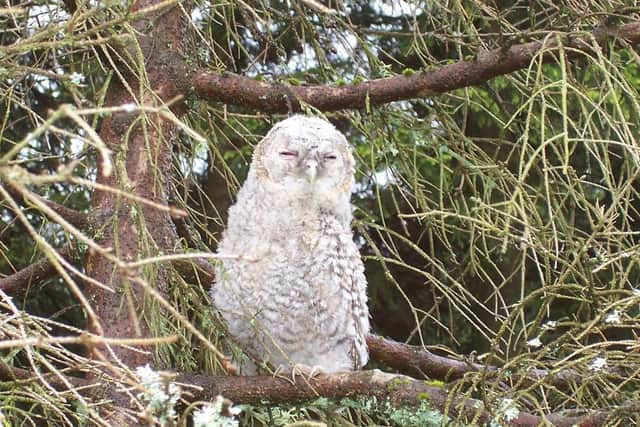 Tawny owl at Kielder - picture by Forestry Commission.
