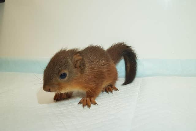 Red squirrel rescue on Wooler Common