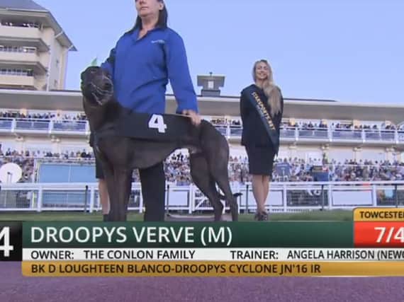 Droopys Verve before the race.