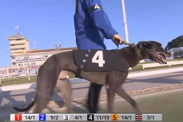 Droopys Expert finished sixth in the Derby Plate.