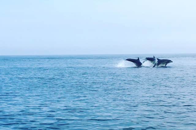 Dolphins leap from the water off Beadnell. Picture by Amy Baird