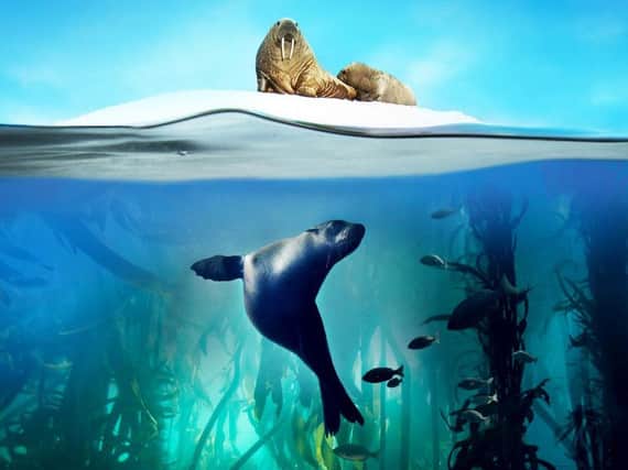 Blue Planet II - Live in Concert - comes to Newcastle's Metro Radio Arena.