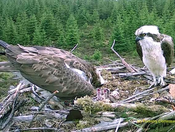 Two osprey chicks begging on Nest 4 at Kielder.