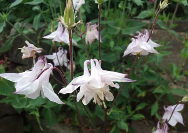 Columbine seeds are some of those that can spring up in the garden unannounced and uninvited. Picture by Tom Pattinson.