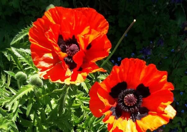 The oriental poppy is persistent in its spread. Picture by Tom Pattinson.