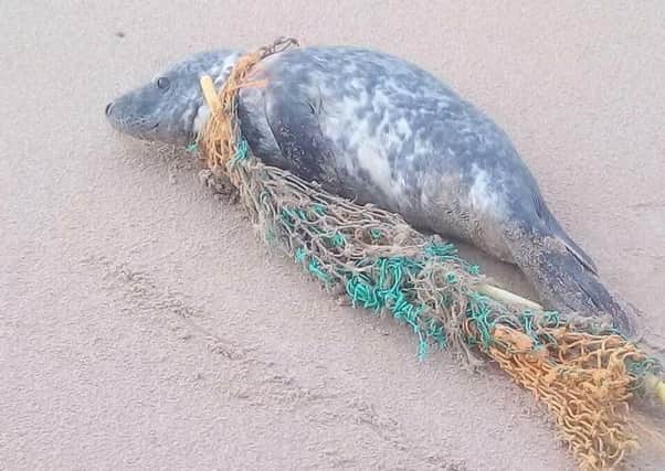 A seal caught up in old fishing netting.