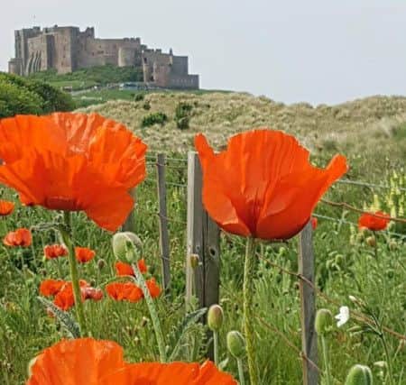 FIRST: Poppies and Bamburgh Castle by Jonathan Paul Bell.
