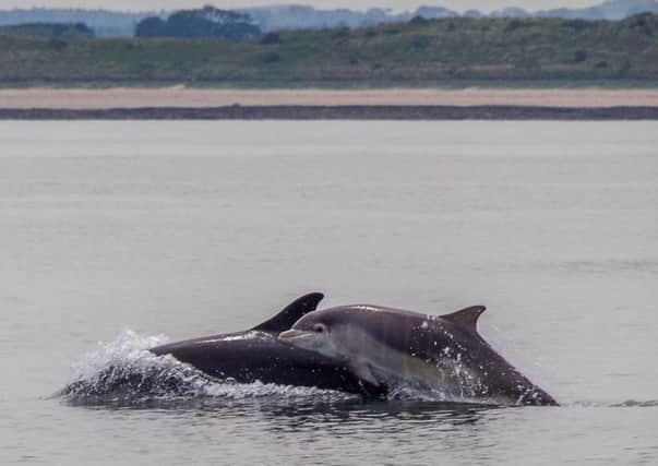 SECOND: Dolphins off Seahouses by Elaine Holden.